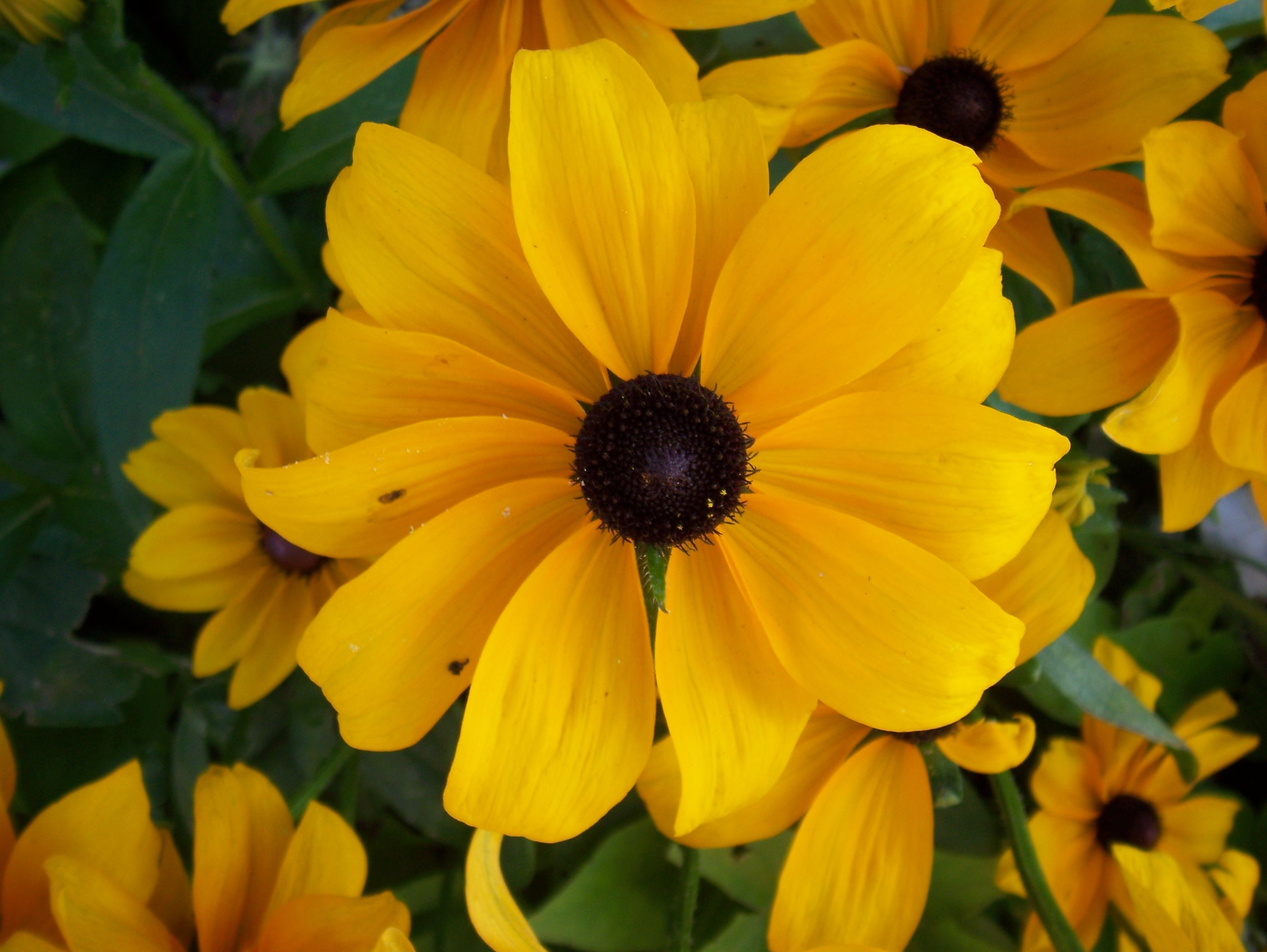 Mairie d'Avord Site officiel de la ville d'Avord