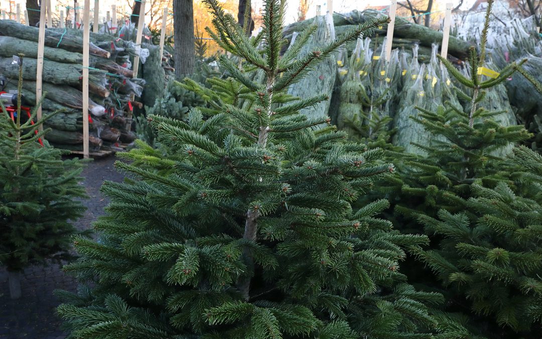 Vente de sapins