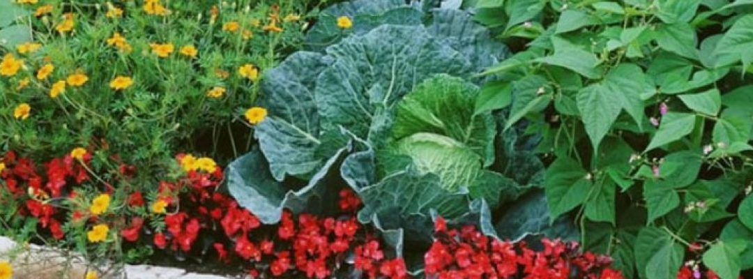 Commande groupée de fleurs et plants maraîchers