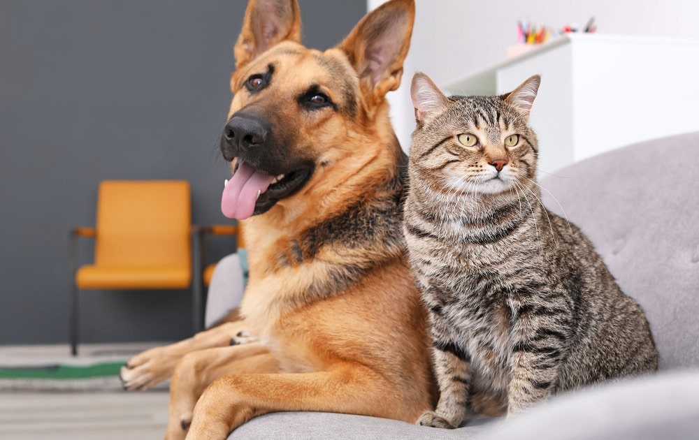 Point réglementation : Divagation des chiens et des chats sur la commune